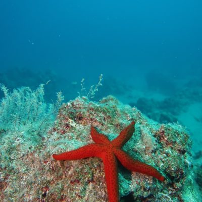 Ölüdeniz Özel Tüplü Dalış Turu